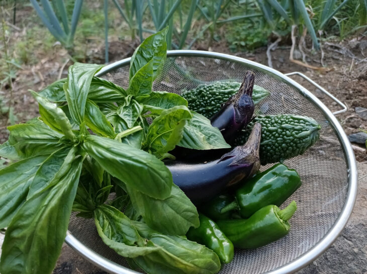 野菜の収穫